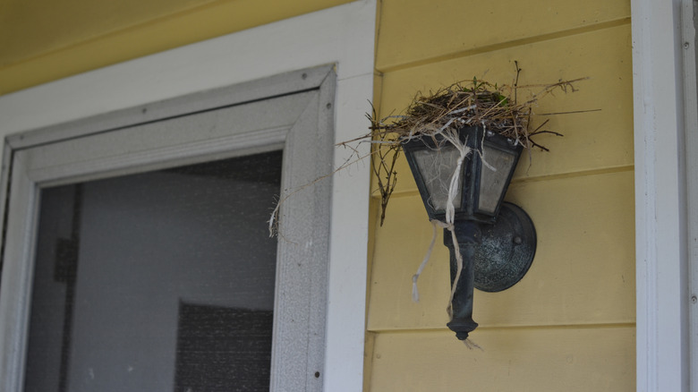 bird nest atop a porch light