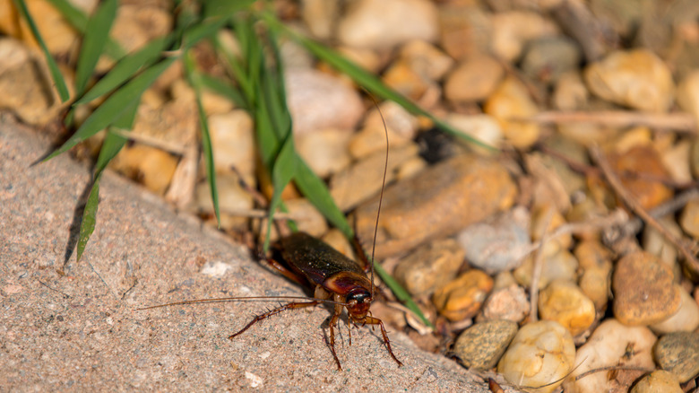 Cockroach along rock garden