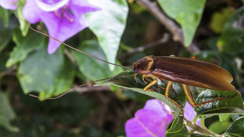 Roach on flowering plant outside
