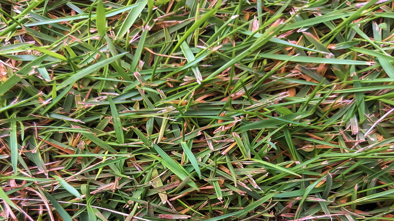 Patch of nimblewill beginning dormancy