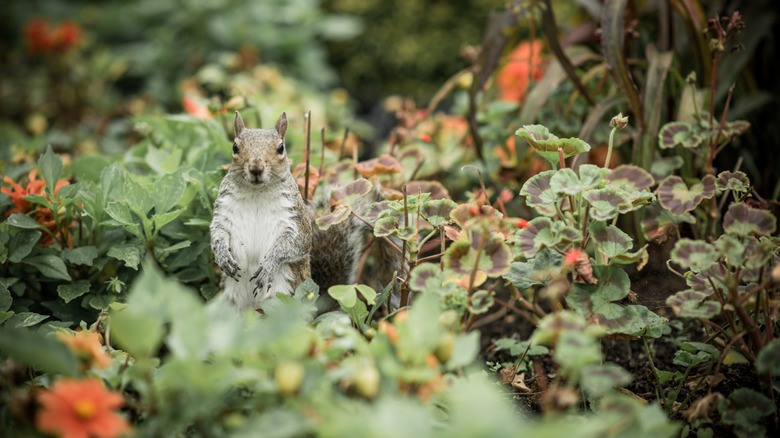 A squirrel standing amongst flowers in a garden