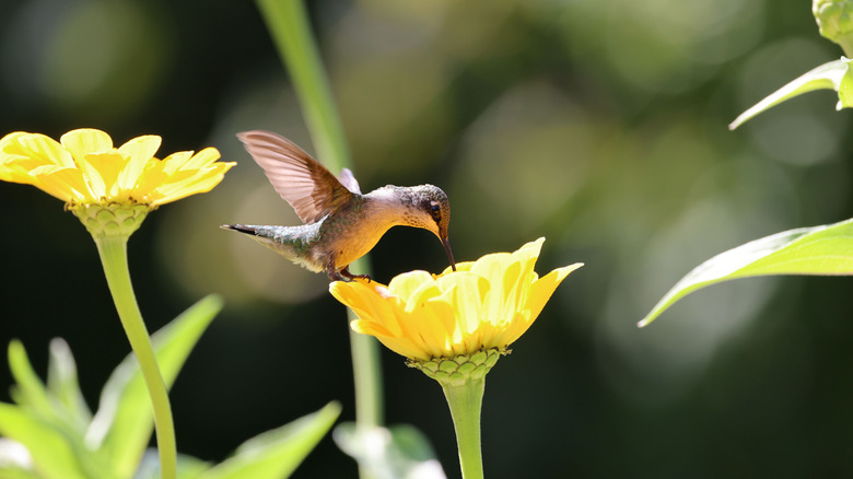 A Stunning Sun-Loving Plant That'll Attract Hummingbirds To Your Garden