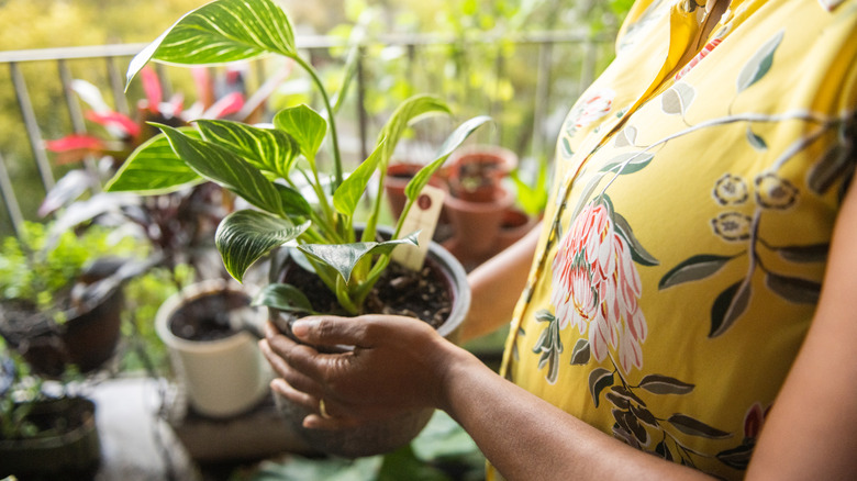 Woman holding a small potted plant on balcony