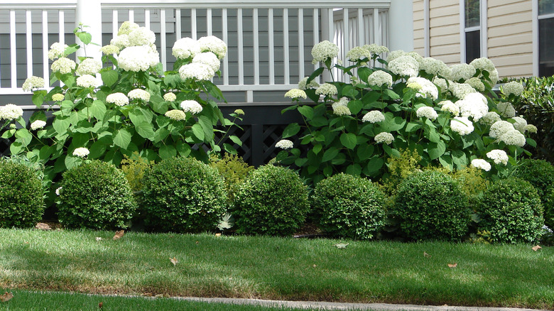 Front porch with hydrangeas and boxwood planted in the planter