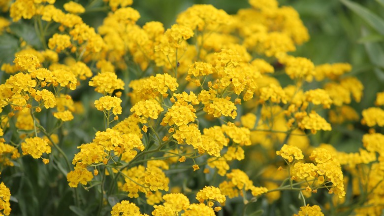 basket-of-gold plants growing in garden