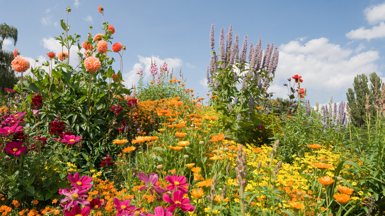 Garden filled with colorful flowers