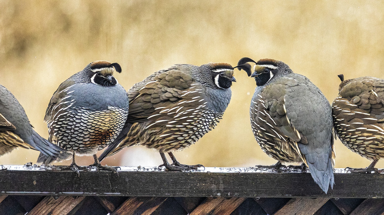 Qual lined up on a fence line