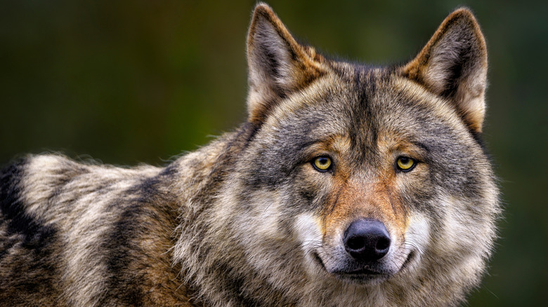 A Wolf Was Just Spotted In This California City For 'The First Time In A Century'