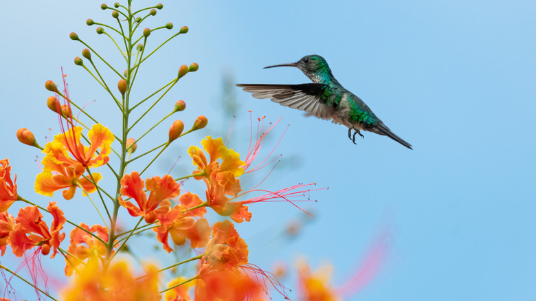 Hummingbird visiting a red bird of paradise flower