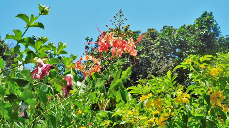 Red bird of paradise growing among other flowers