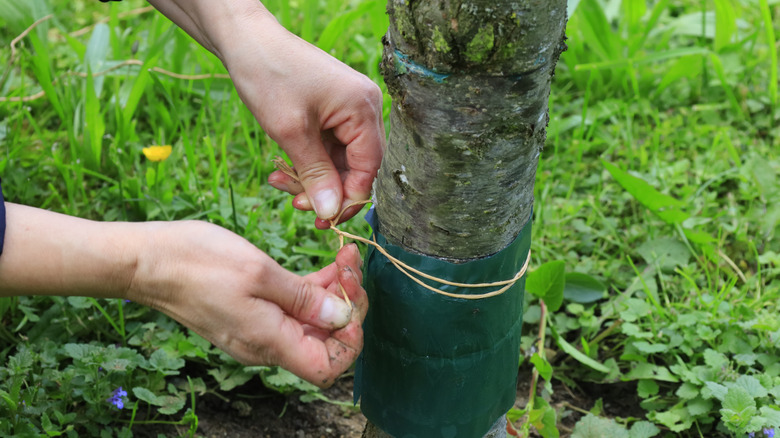 Tying string to the base of tree