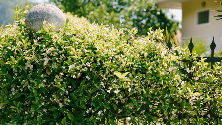 star jasmine on a fence
