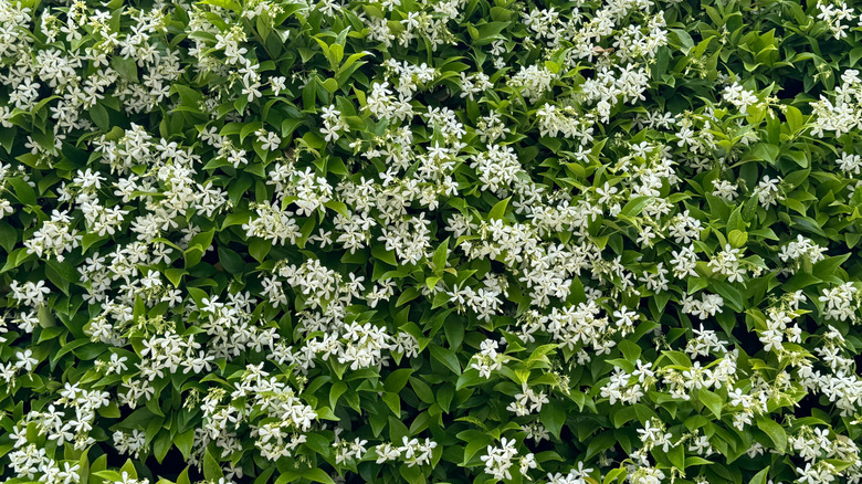 a wall of star jasmine