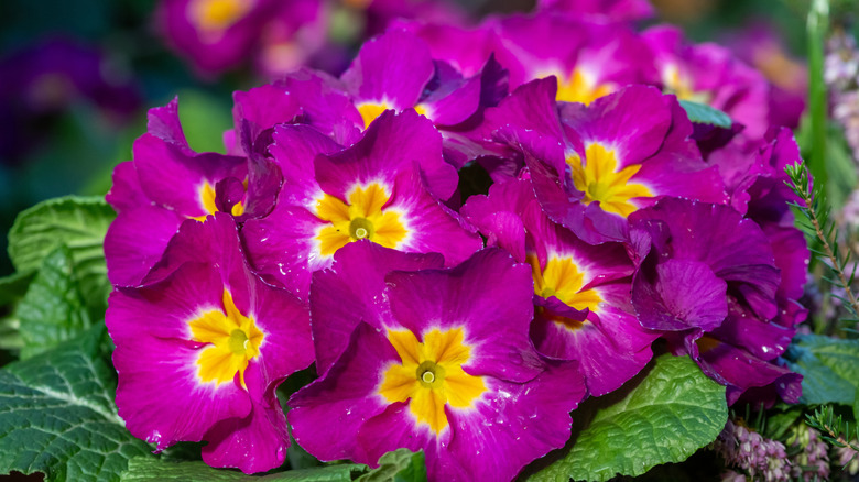 close up of Polyanthus primrose in full bloom