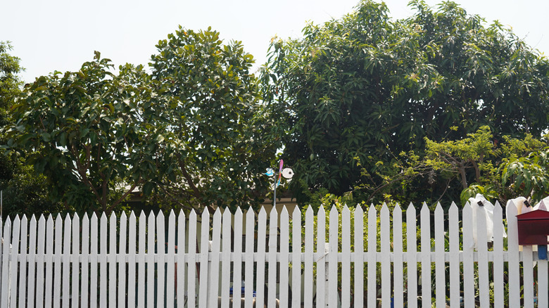 White fence and yard behind it