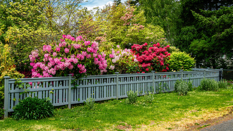 rhododendron hedges along a grey fence with pink, purple, and white blooms