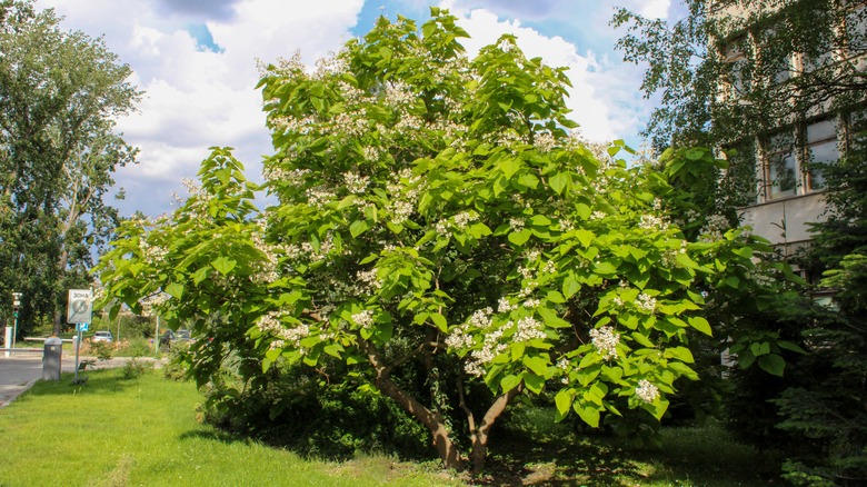 Southern catalpa (Catalpa bignonioides) tree with heart shaped leaves and white flowers