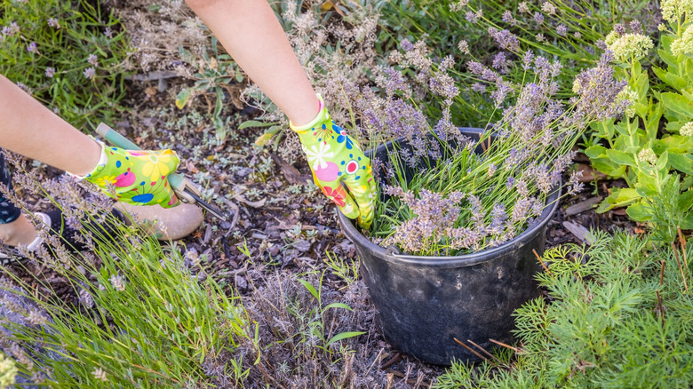 Hands pruning and collecting lavender in garden