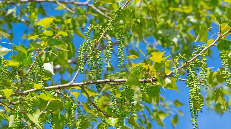 leaves and berries of the hybrid poplar (Populus x. canadensis)