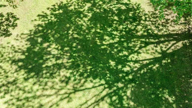 shadow of a large tree reflected onto the grass
