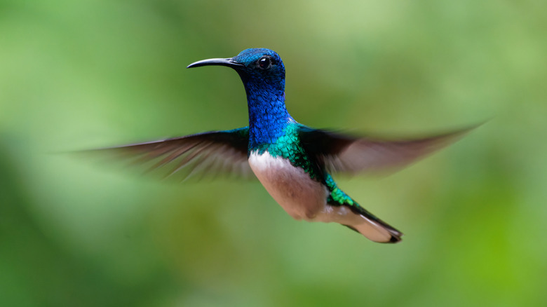 Blue and green hummingbird in flight