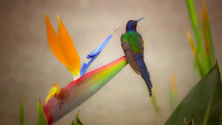 hummingbird on bird-of-paradise flower