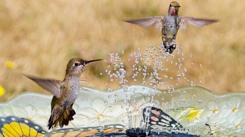 Hummingbirds enjoying the spray from a birdbath fountain