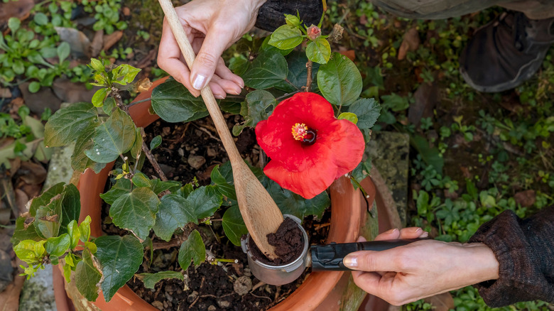 A woman fertilizing a flower with coffee grounds
