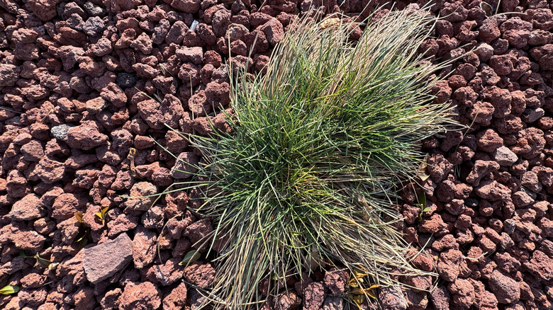 A decorative grass growing above red pumice stone mulch