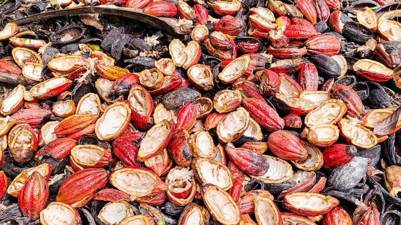 Empty cocoa bean shells