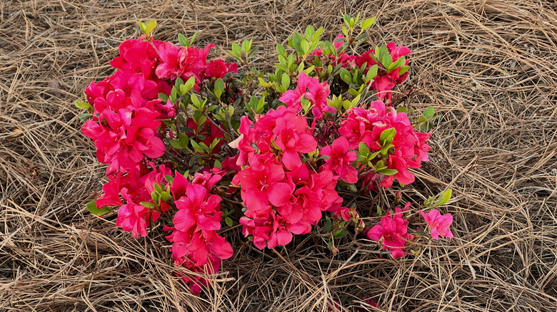 Vibrant pink flowers in full bloom above pine straw mulch