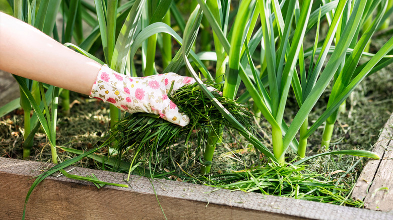 A gardener mulching a flower bed with grass cuttings