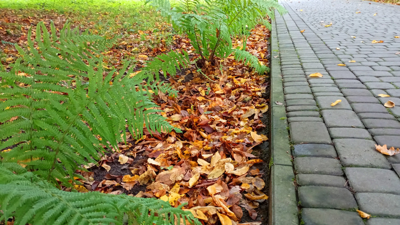 A fern border next to a path with lots of brown leaves above the soil