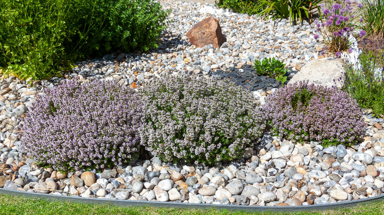 A herb patch mulched with river rock pebbles