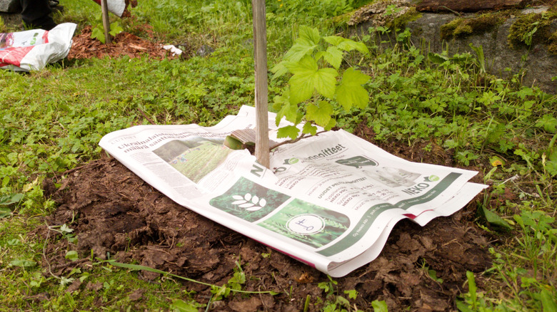 Newspaper protecting the ground around seedlings