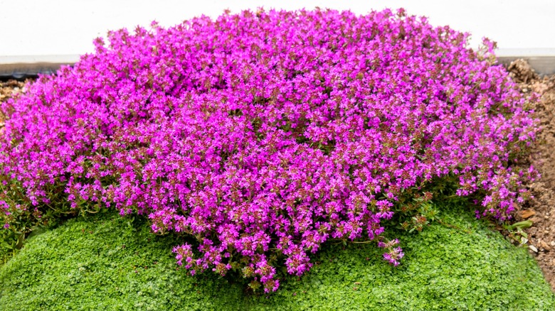 Creeping thyme with pink flowers and dense green foliage