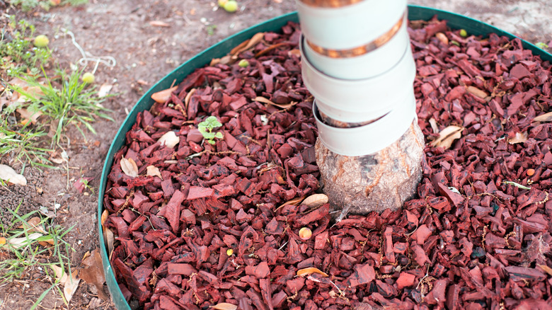 A tree trunk protected at its base with recycled rubber mulch