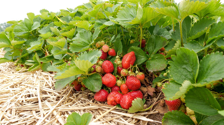 A fruiting strawberry plant with straw mulch underneath