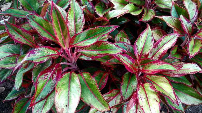 Aglaonema plants AKA Chinese evergreens