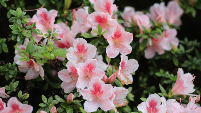Azalea flowers blooming in a garden