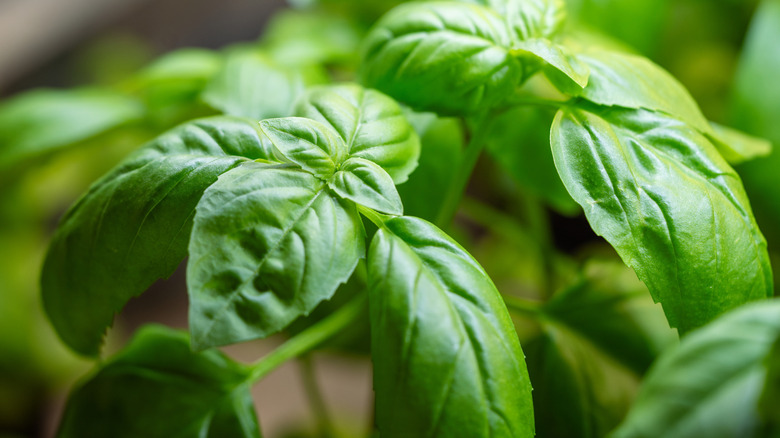 Close-up view of basil growing in a greenhouse