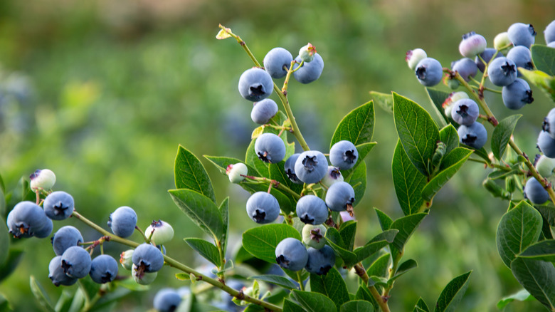 Clusters of ripe blueberries ready to be picked
