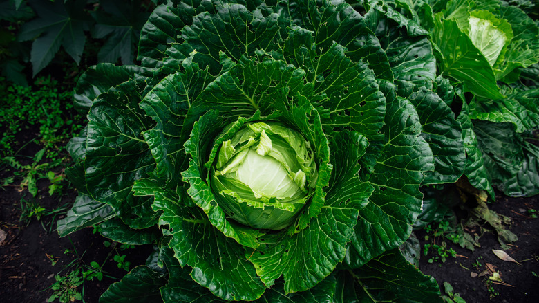Heads of cabbage beginning to sprout in a patch