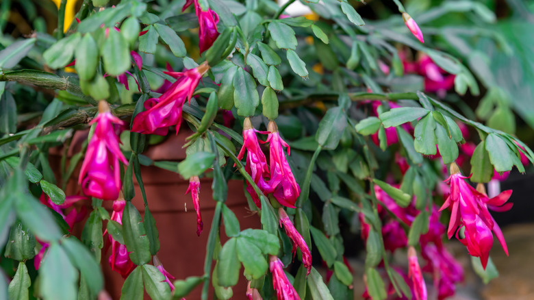 A potted Christmas cactus blooms with pink tubular flowers