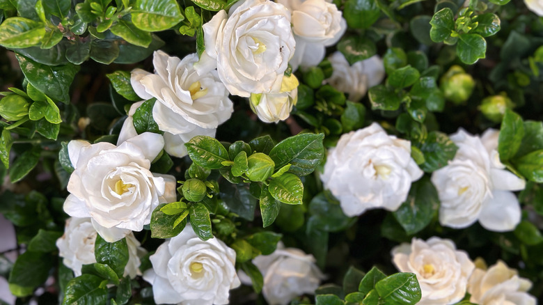 Lush white gardenia pedals pop against dense greenery