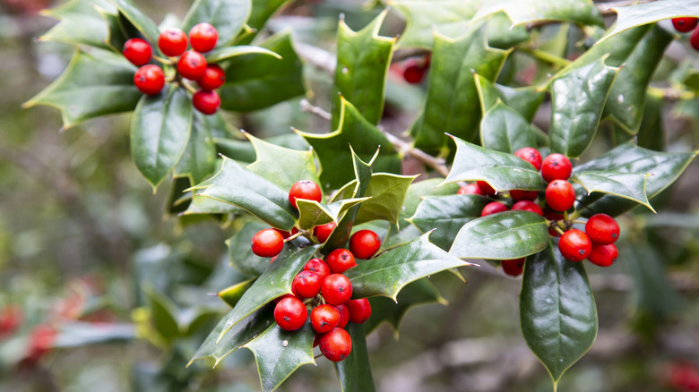 A bright-red holly bush blooming in winter