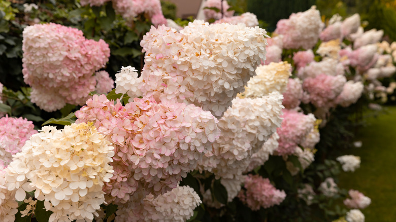 A sprawling bush of panicle hydrangeas in a variety of pastel colors