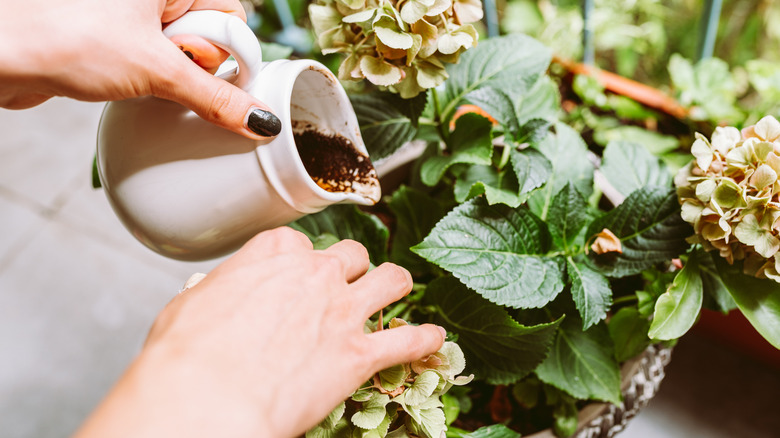 A gardener pours coffee grounds into a potted plant