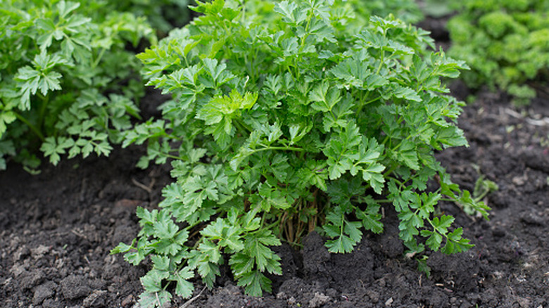 A large bunch of parsley growing in a garden