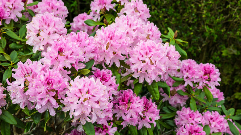 A large blooming bushel of rhododendrons